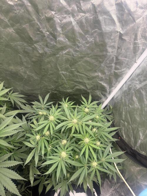 Grow Tent 70x70x160. Week 6