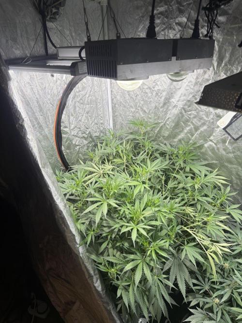 Cinderella Auto Hydrophonic. Week 5