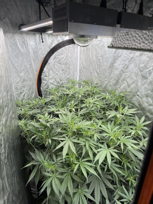 Cinderella Auto Hydrophonic. Week 6