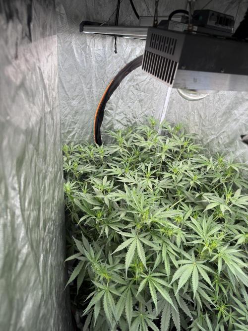 Cinderella Auto Hydrophonic. Week 6