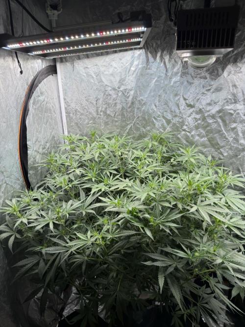 Cinderella Auto Hydrophonic. Week 6