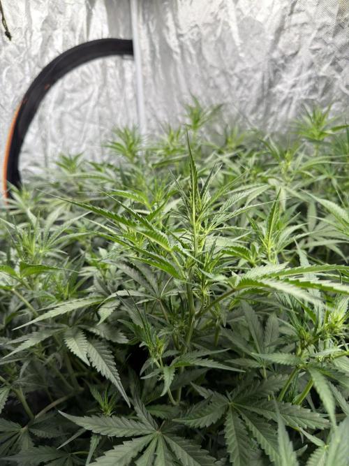 Cinderella Auto Hydrophonic. Week 6