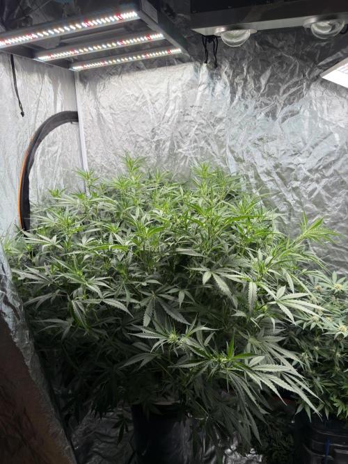 Cinderella Auto Hydrophonic. Week 6
