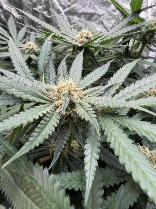Blue Dream Hydrophonic. Week 7