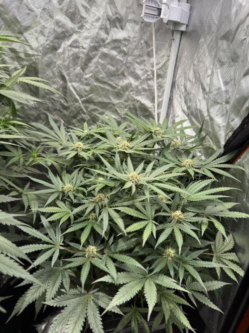Blue Dream Hydrophonic. Week 7