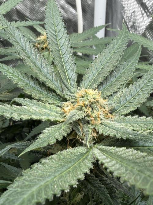 Blue Dream Hydrophonic. Week 7