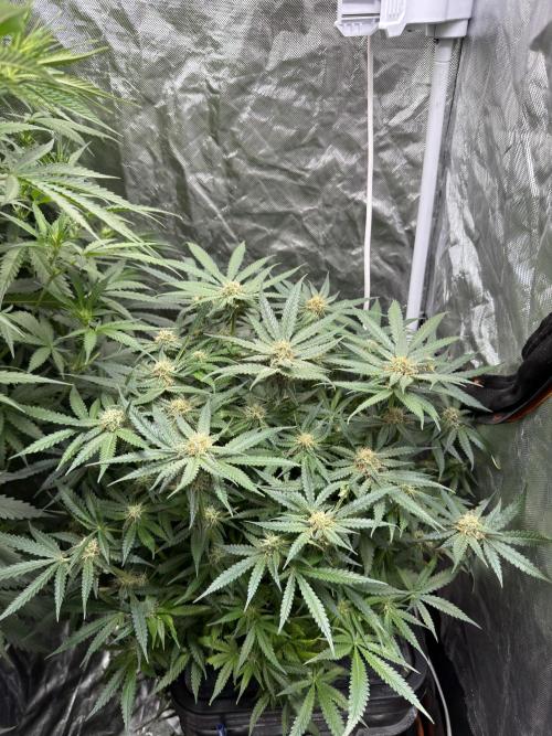 Grow Tent 70x70x160. Week 7