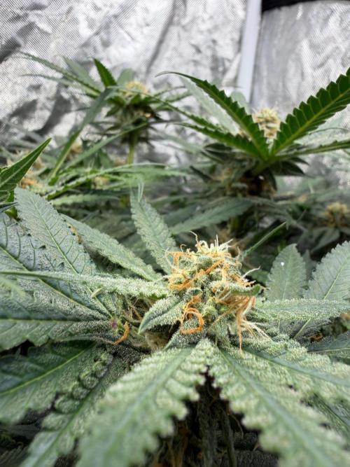 Blue Dream Hydrophonic. Week 7