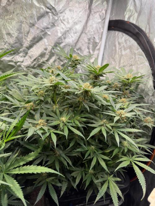 Grow Tent 70x70x160. Week 7