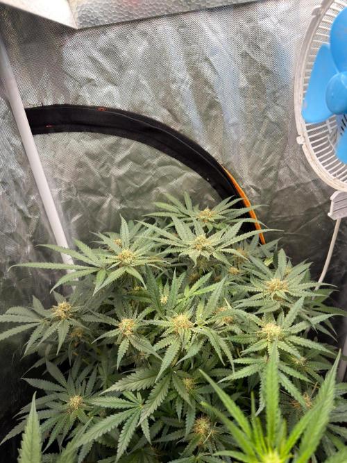 Blue Dream Hydrophonic. Week 7