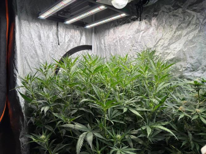 Cinderella Auto Hydrophonic. Week 7