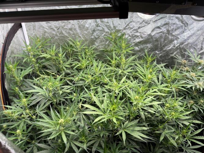 Cinderella Auto Hydrophonic. Week 7