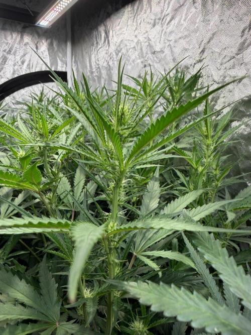 Cinderella Auto Hydrophonic. Week 7