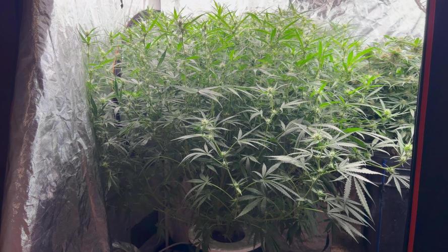 Cinderella Auto Hydrophonic
