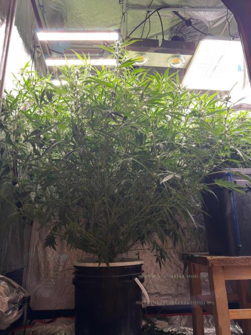 Cinderella Auto Hydrophonic. Week 8