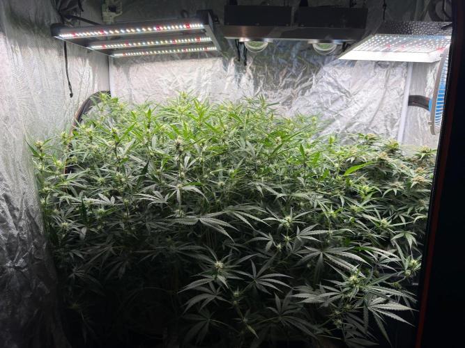 Cinderella Auto Hydrophonic. Week 8
