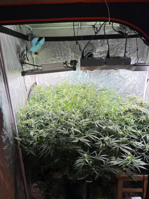 Cinderella Auto Hydrophonic. Week 8