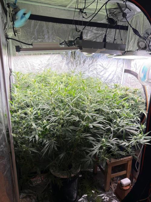 TS1000 Full Spectrum LED. Week 8