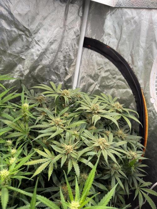 Grow Tent 70x70x160. Week 8