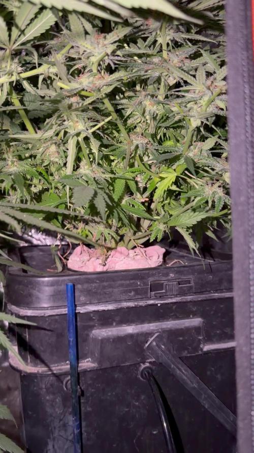 Blue Dream Hydrophonic