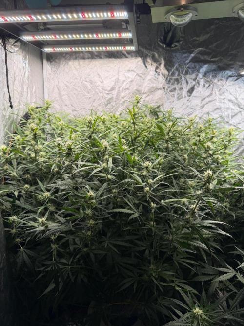 Cinderella Auto Hydrophonic. Week 8