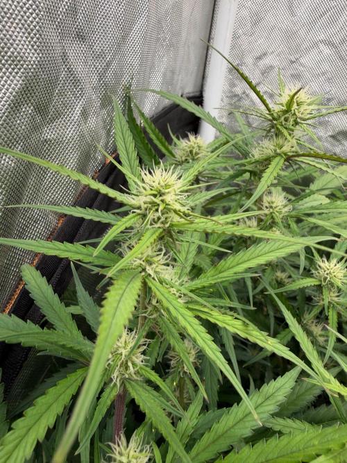 Cinderella Auto Hydrophonic. Week 8
