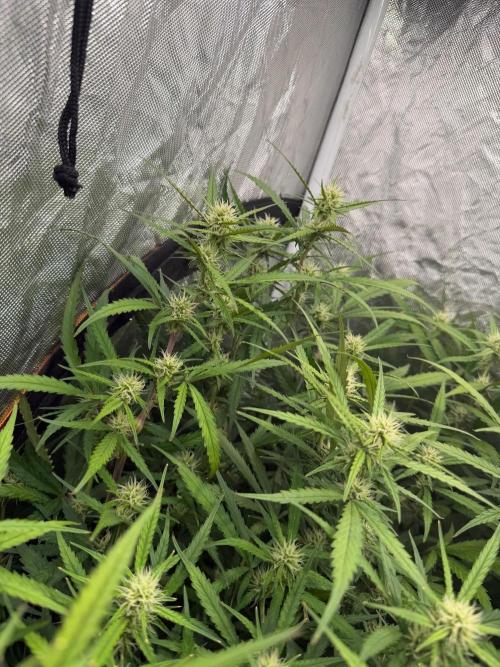TS1000 Full Spectrum LED. Week 8