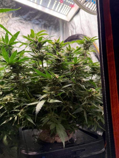 Blue Dream Hydrophonic. Week 9
