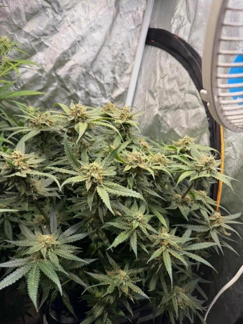 Blue Dream Hydrophonic. Week 9