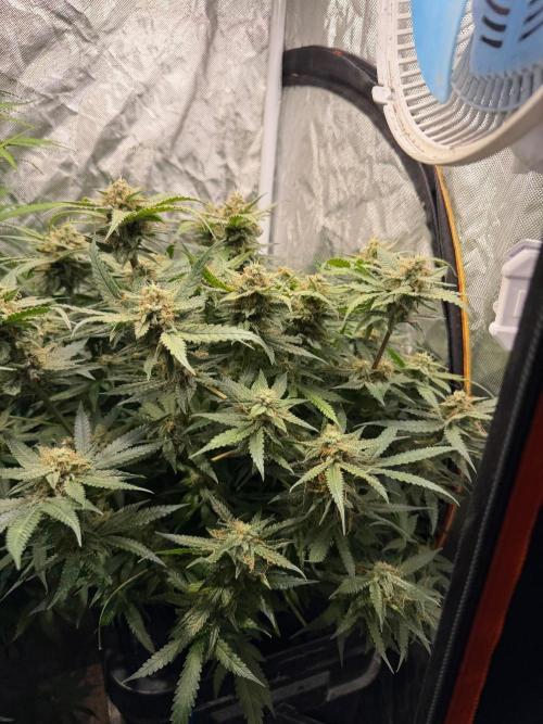 Blue Dream Hydrophonic. Week 9