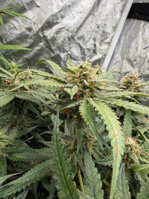 Blue Dream Hydrophonic. Week 9