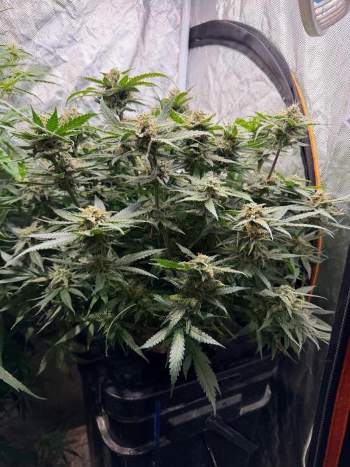 Blue Dream Hydrophonic. Week 9