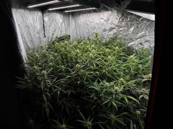 Cinderella Auto Hydrophonic. Week 8
