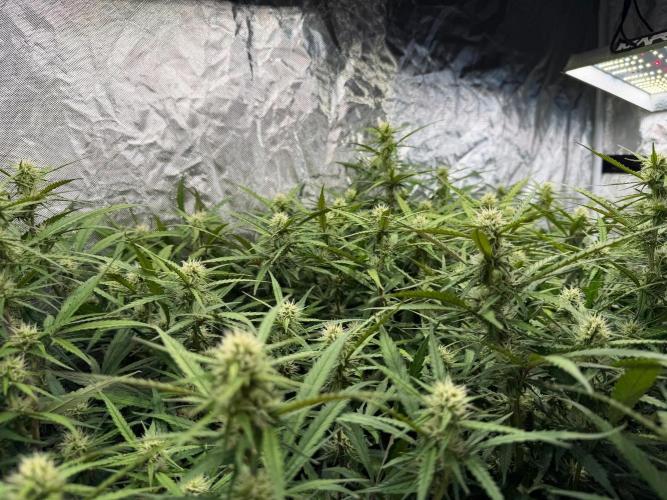 Cinderella Auto Hydrophonic. Week 8