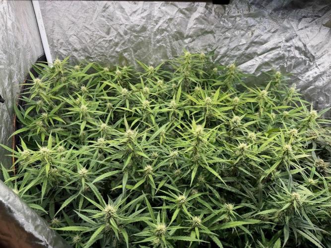 Cinderella Auto Hydrophonic. Week 8