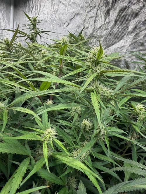 Cinderella Auto Hydrophonic. Week 8