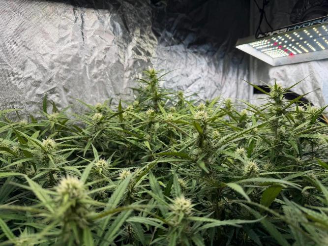 TS1000 Full Spectrum LED. Week 8