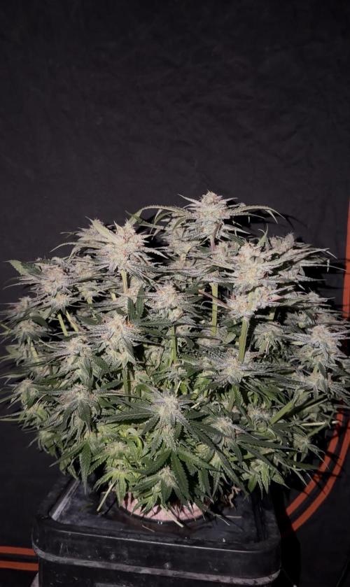 Blue Dream Hydrophonic. Week 9