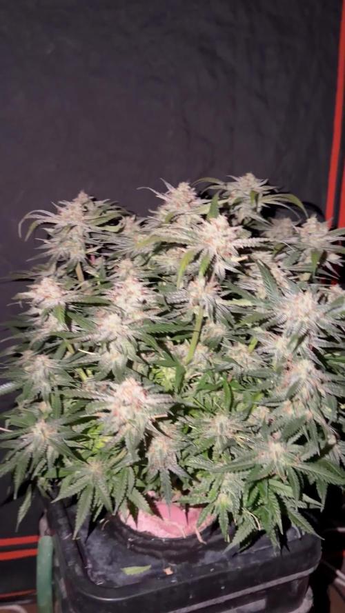 Blue Dream Hydrophonic