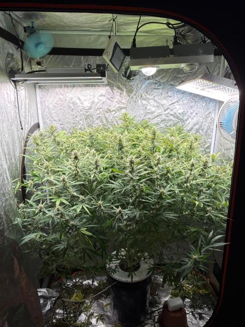 Cinderella Auto Hydrophonic. Week 9