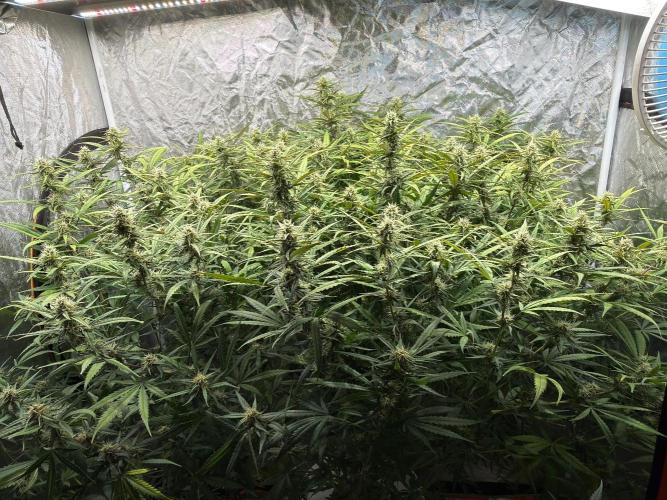 TS1000 Full Spectrum LED. Week 9