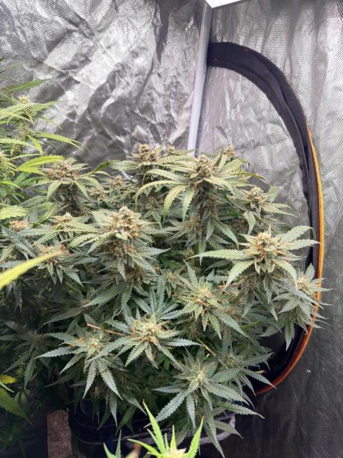 Grow Tent 70x70x160. Week 10
