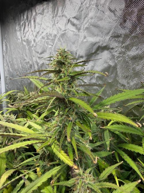 Cinderella Auto Hydrophonic. Week 9