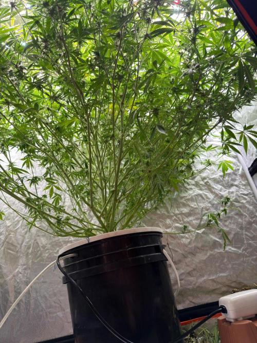 Cinderella Auto Hydrophonic. Week 9