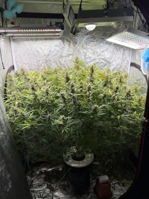 TS1000 Full Spectrum LED. Week 9