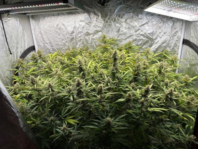 Cinderella Auto Hydrophonic. Week 9