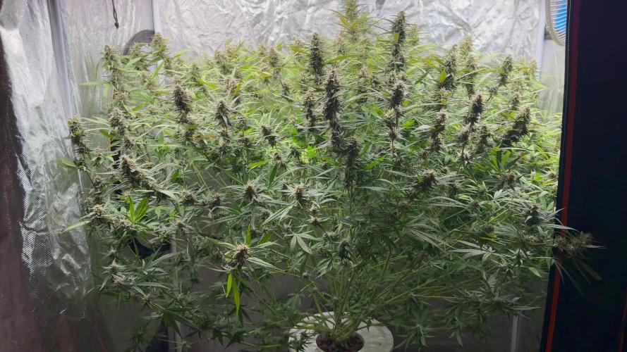 Cinderella Auto Hydrophonic