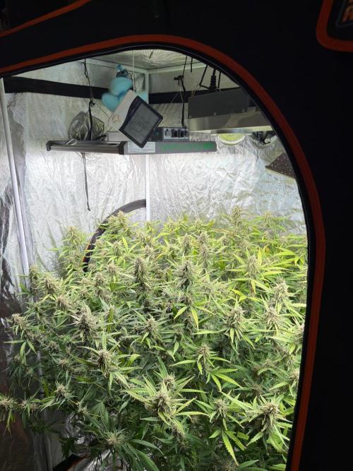 Cinderella Auto Hydrophonic. Week 10