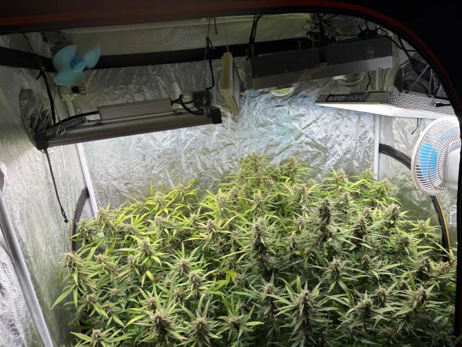 Cinderella Auto Hydrophonic. Week 10
