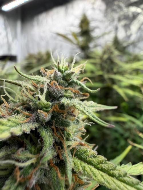 Cinderella Auto Hydrophonic. Week 10